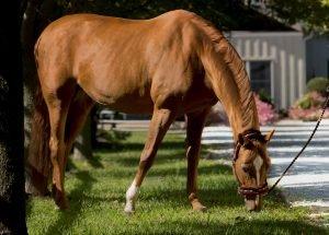 Questions To Ask When Buying A Horse